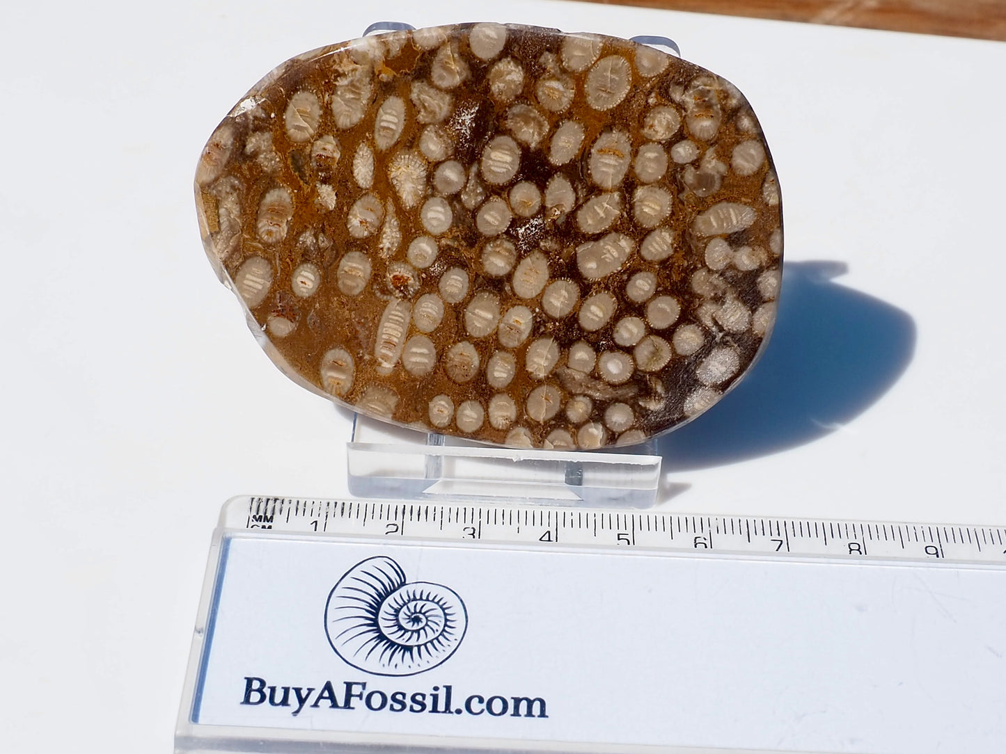 Polished Coral