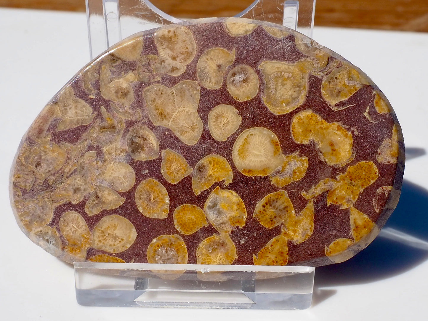Polished Coral