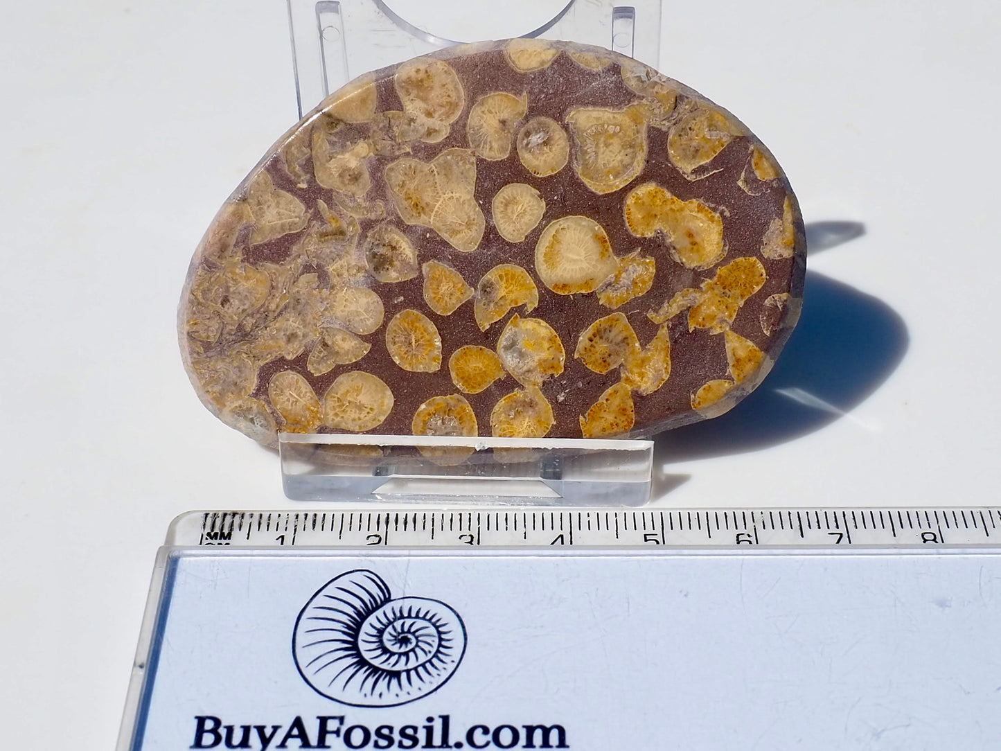 Polished Coral