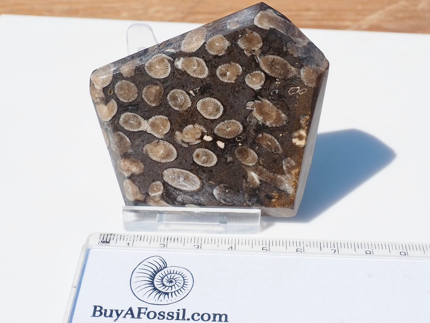 Polished Coral