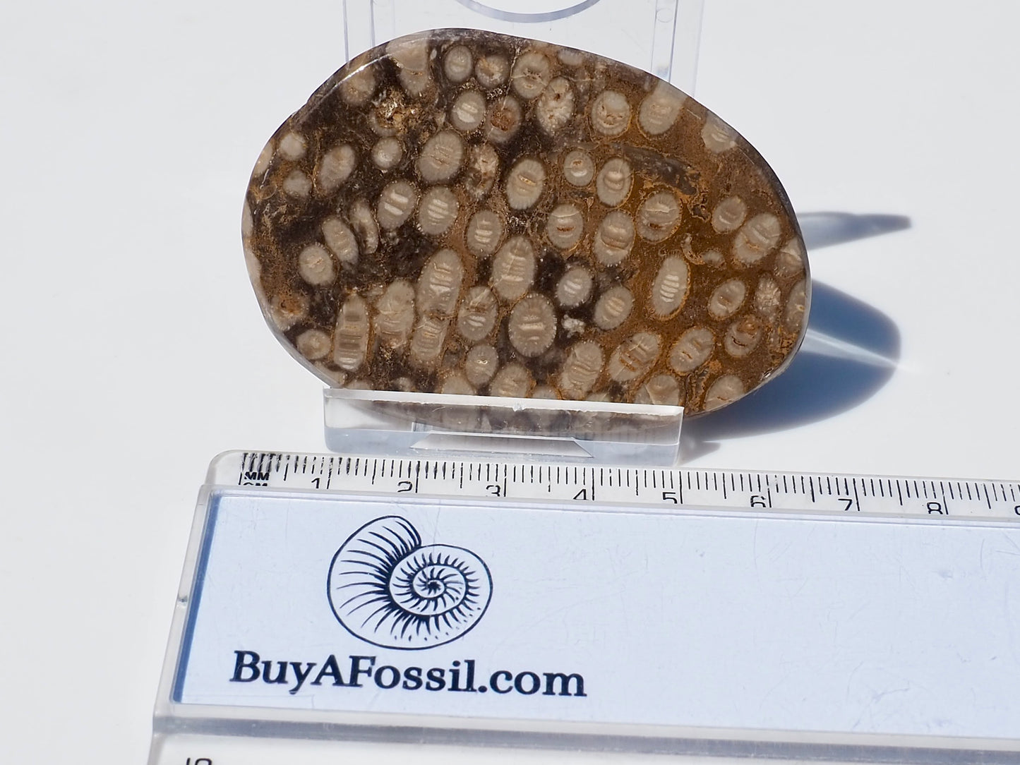Polished Coral