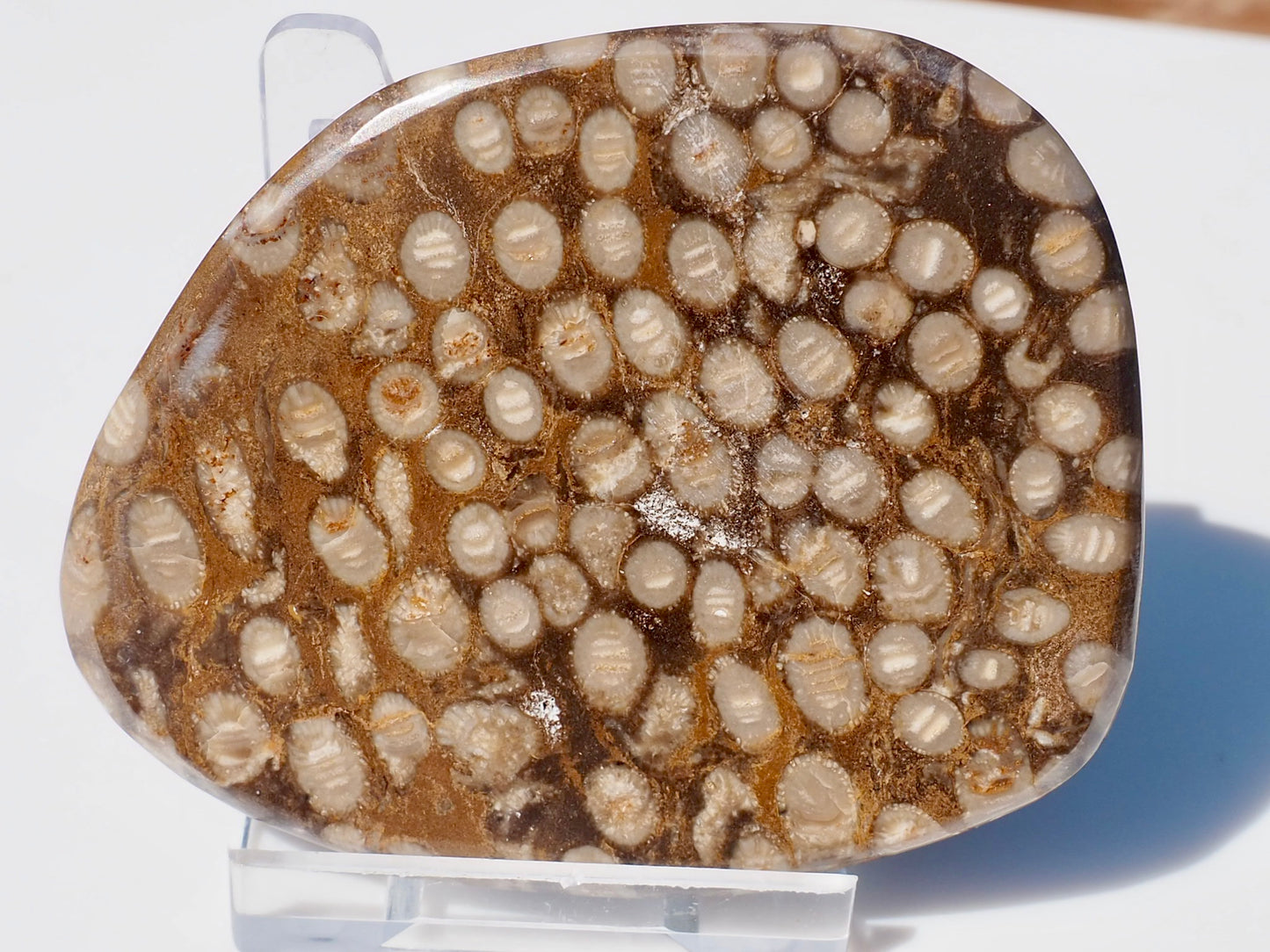 Polished Coral