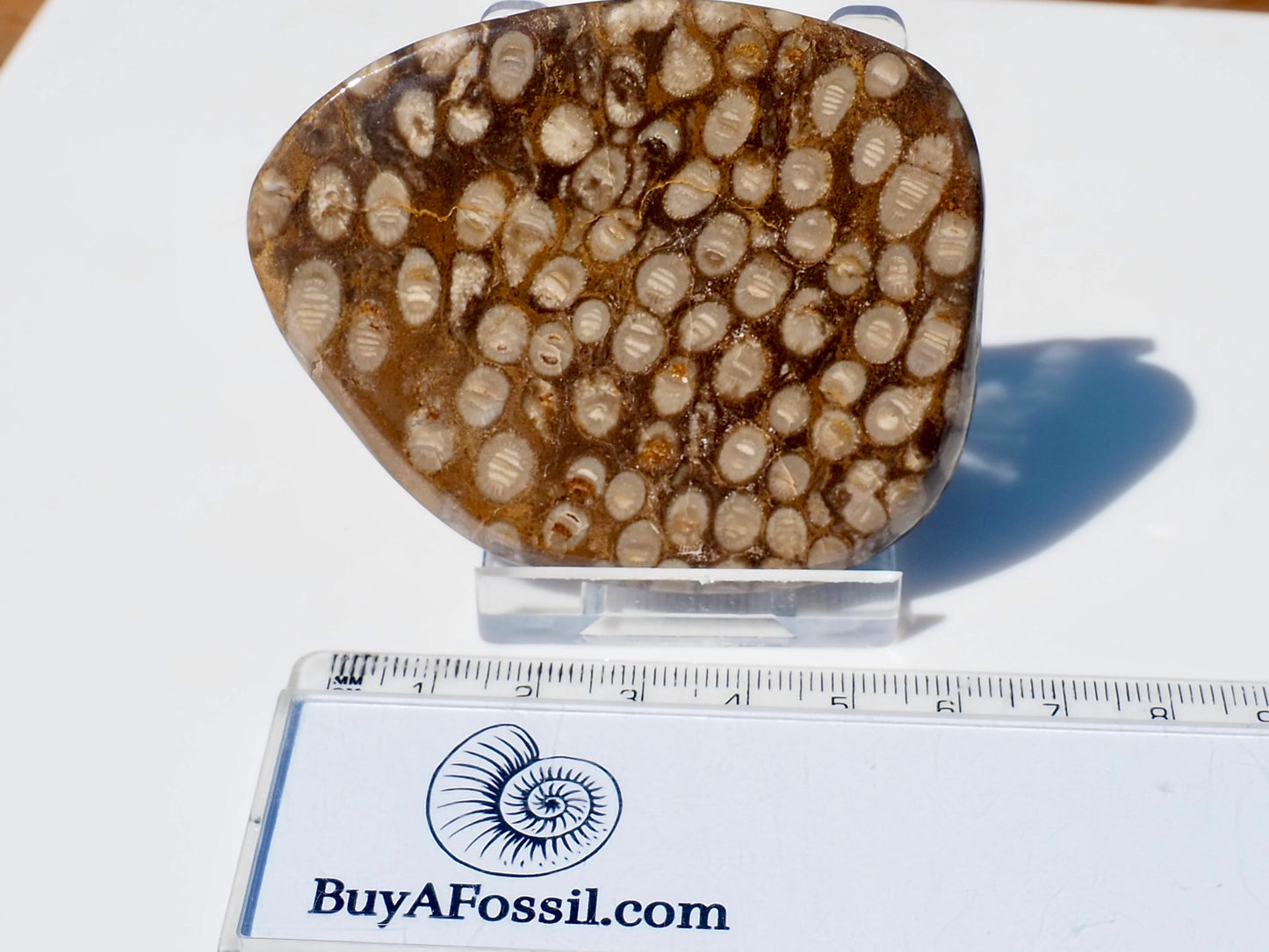 Polished Coral
