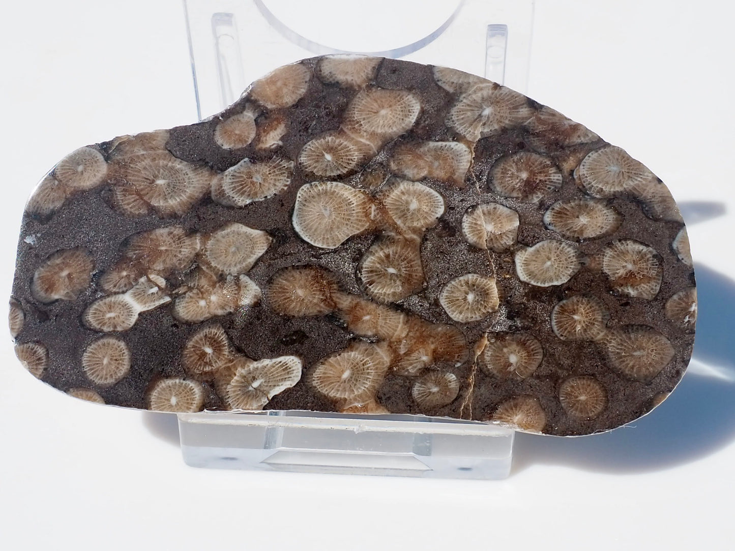 Polished Coral