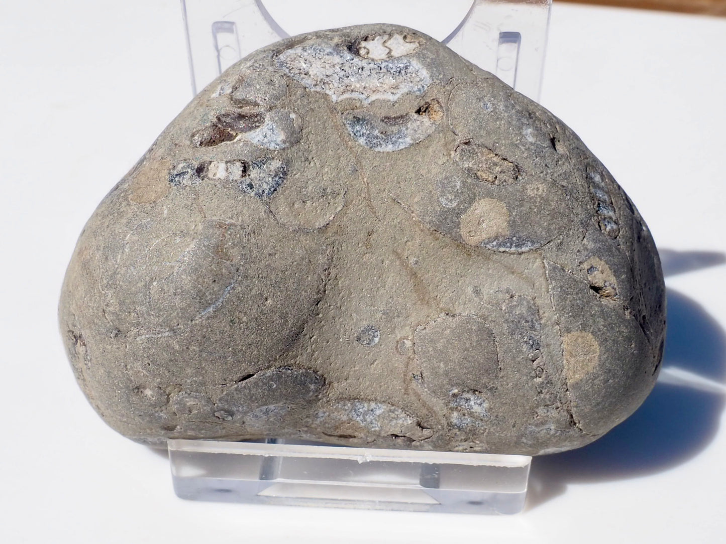 Cut & Polished Arnioceras Ammonites