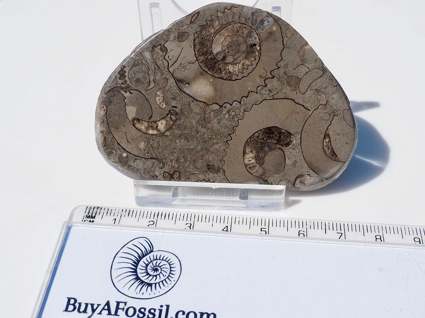 Cut & Polished Arnioceras Ammonites