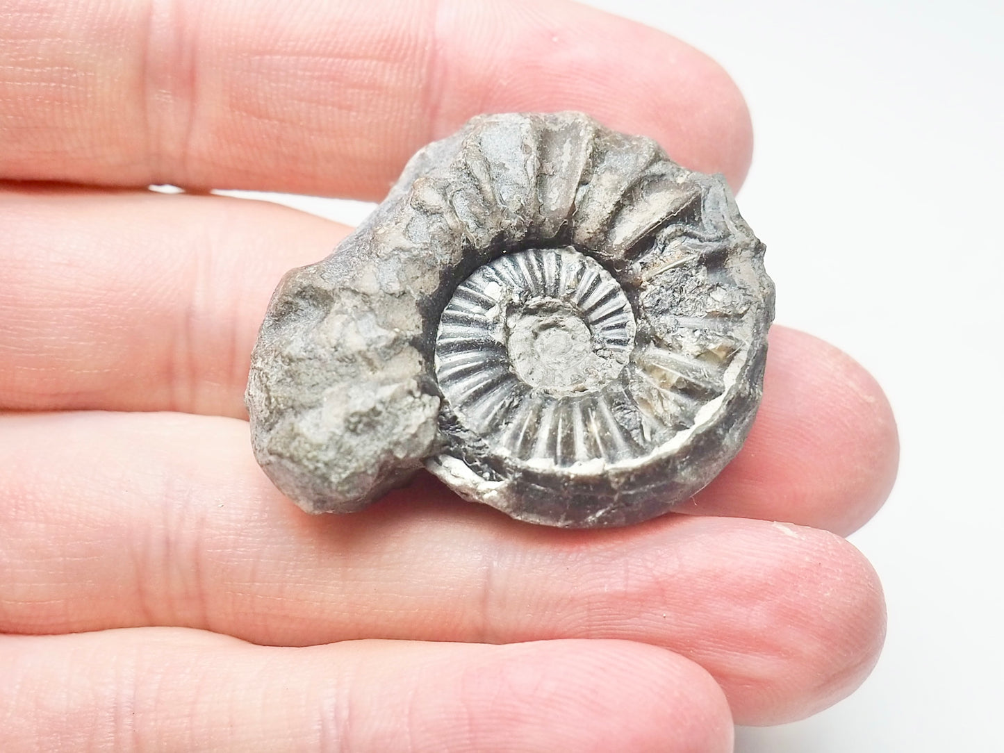 Ammonite - Pick N Mix