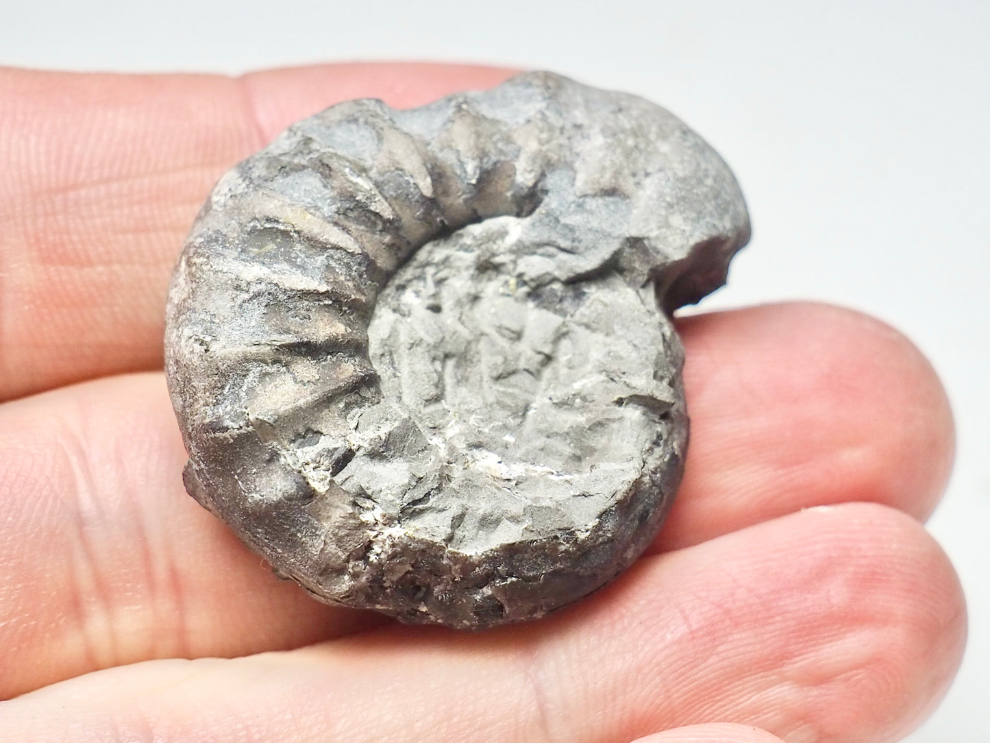 Ammonite - Pick N Mix