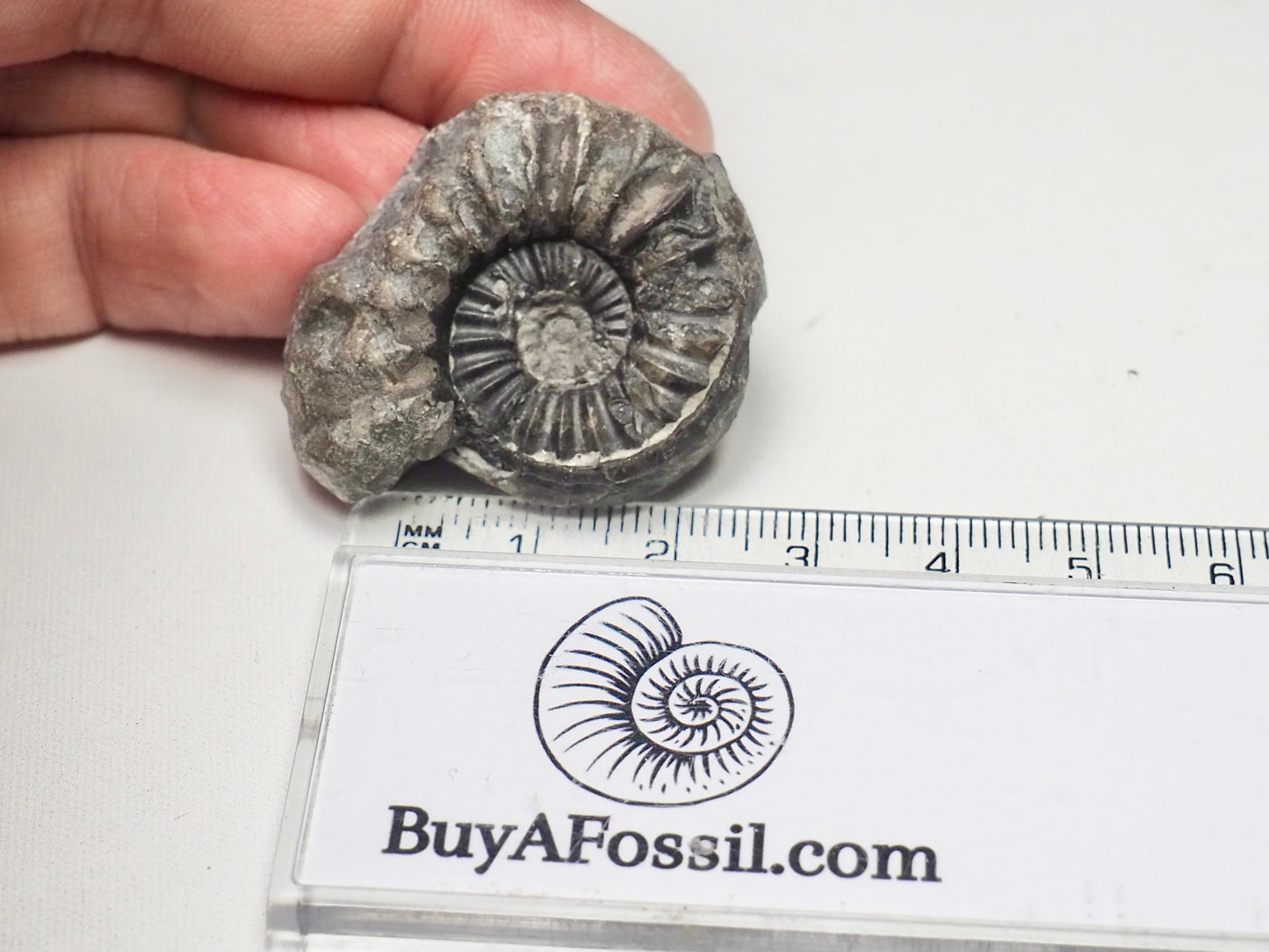 Ammonite - Pick N Mix