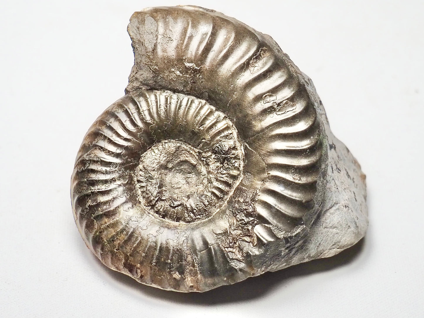 Ammonite - Pick N Mix
