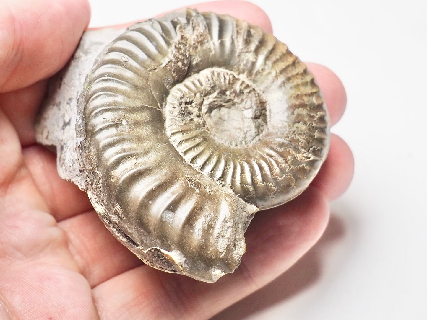 Ammonite - Pick N Mix