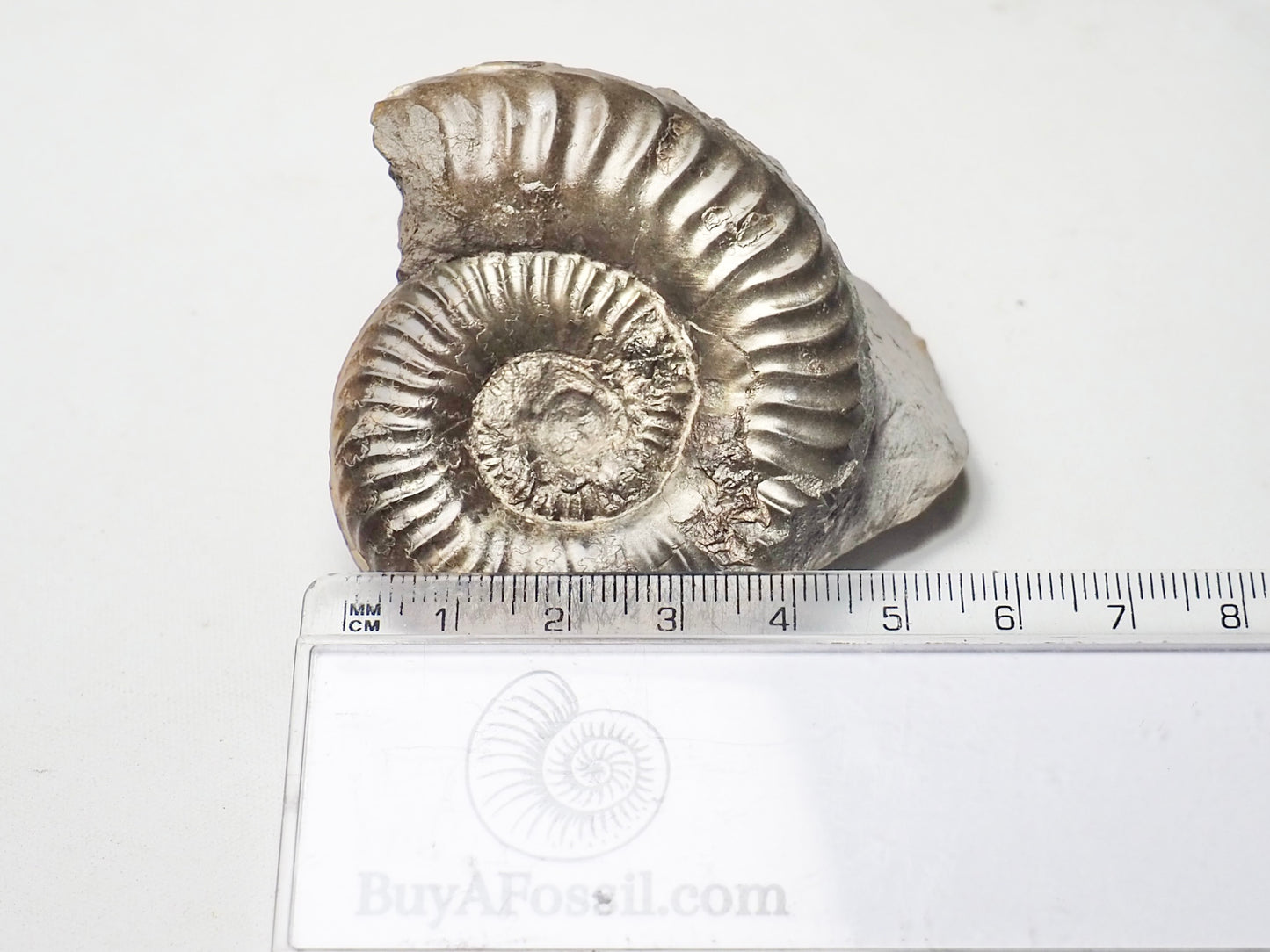 Ammonite - Pick N Mix