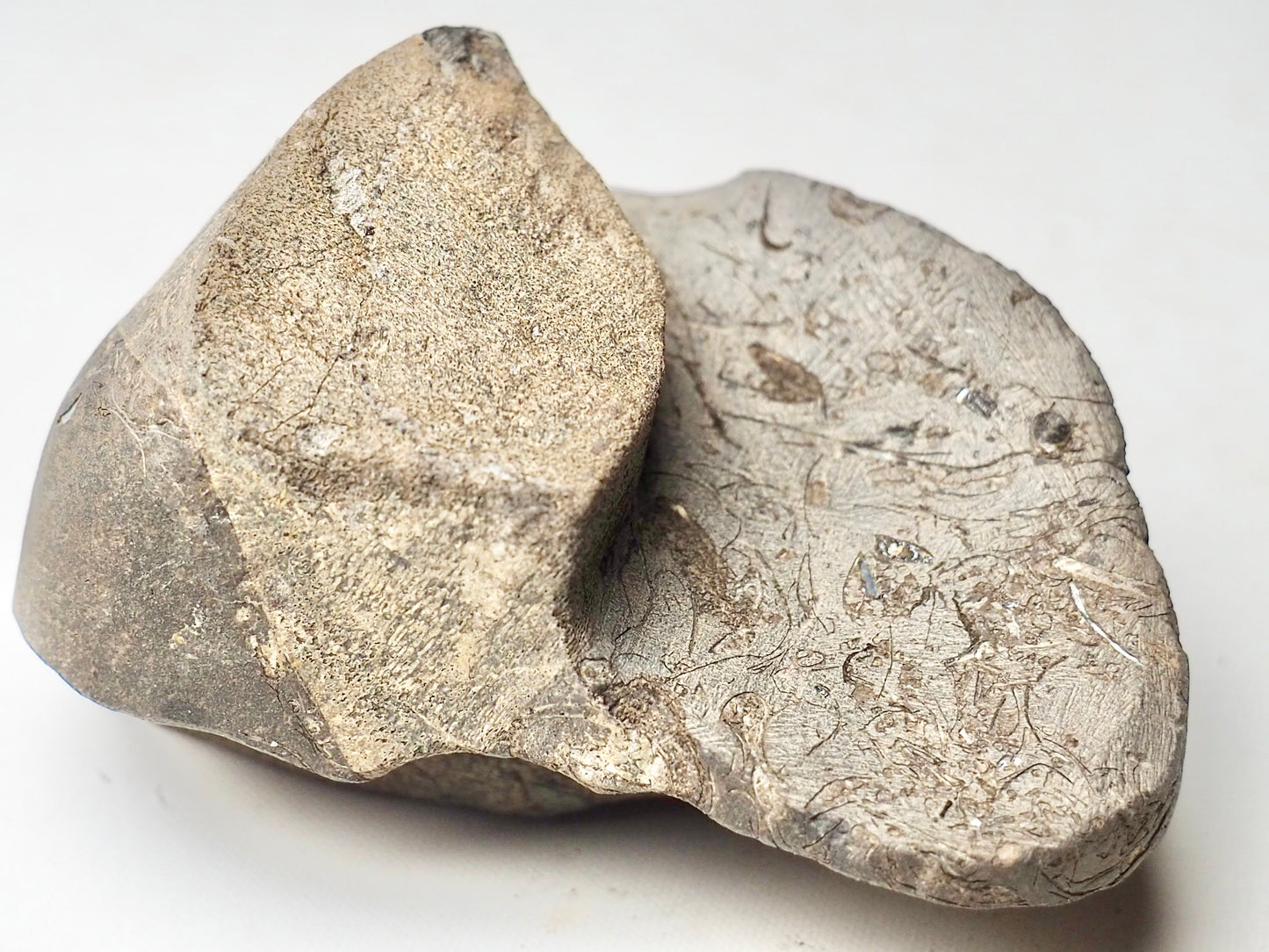 Ichthyosaur Bone Block