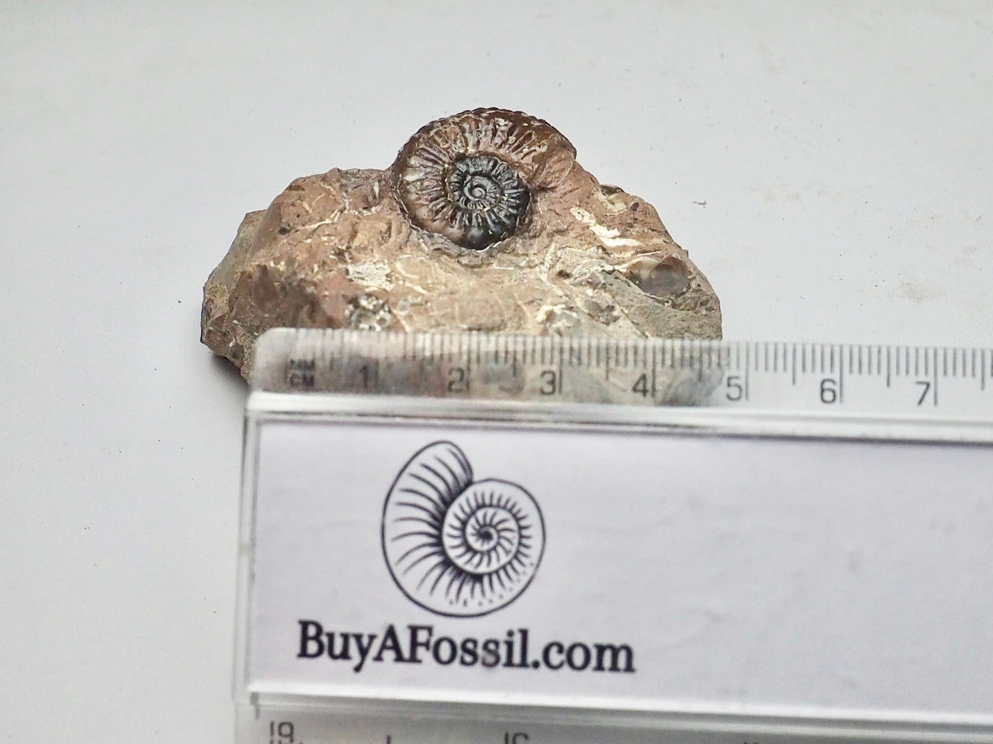 Amaltheus Ammonite