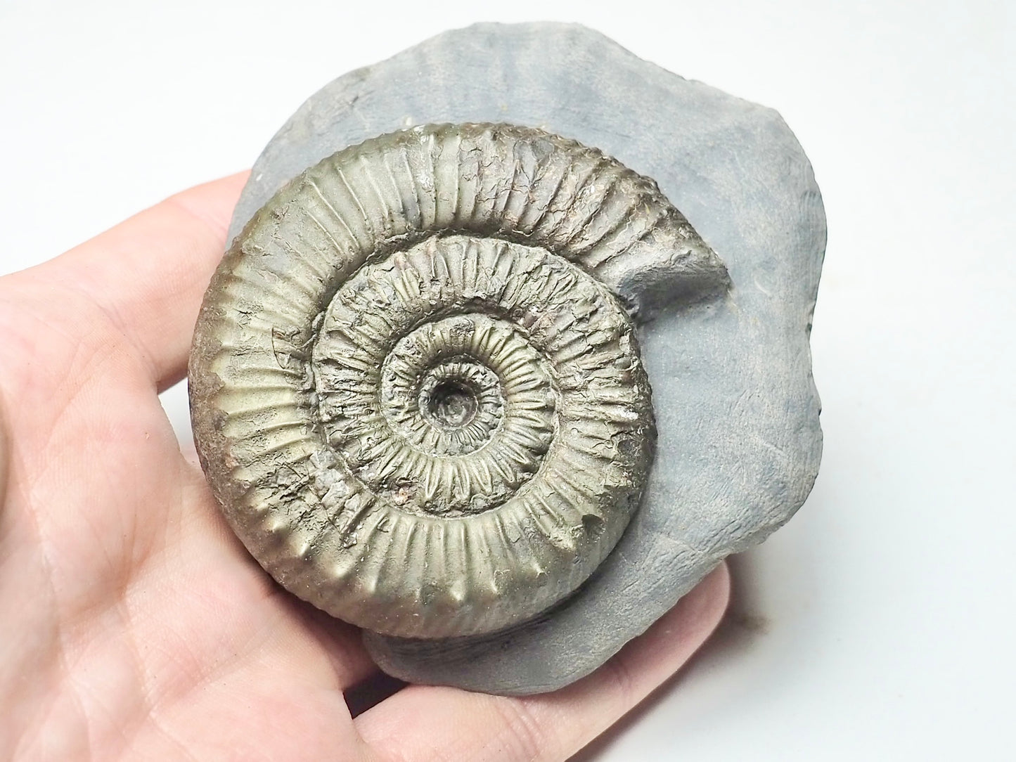 Peronoceras