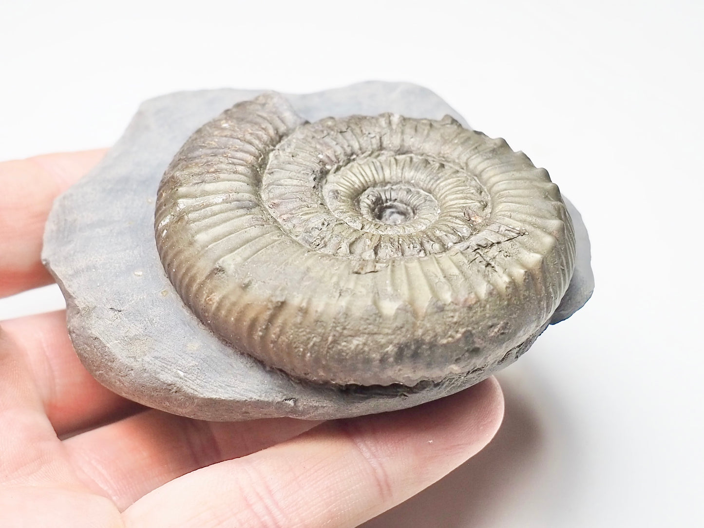 Peronoceras