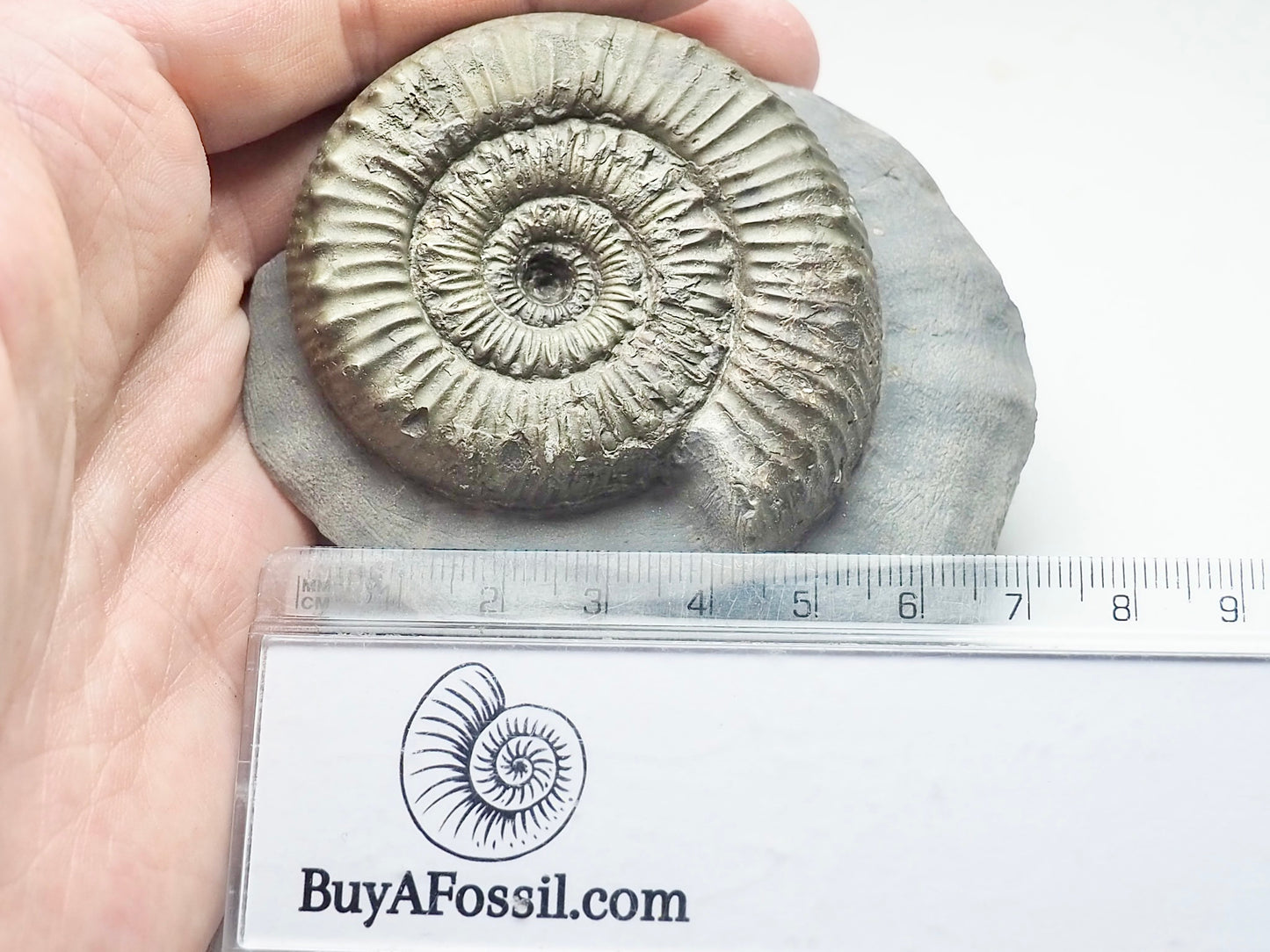 Peronoceras