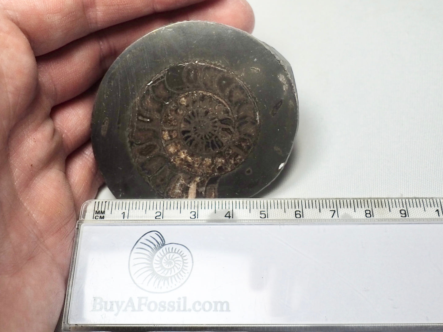 Cut and Polished Ammonite - Pick N Mix