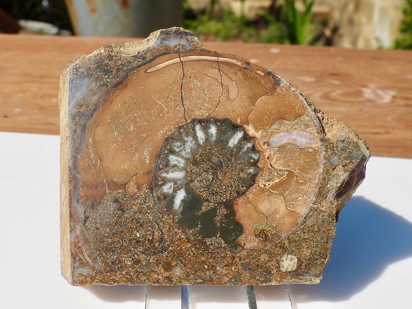 Cut & Polished Ammonite Scunthorpe