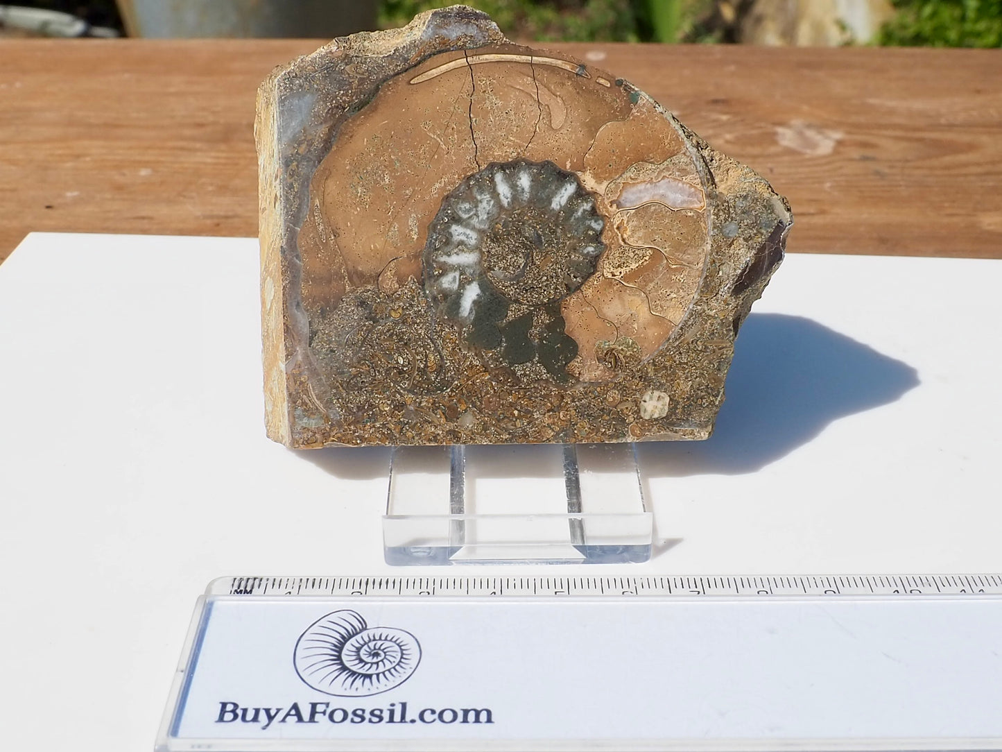 Cut & Polished Ammonite Scunthorpe
