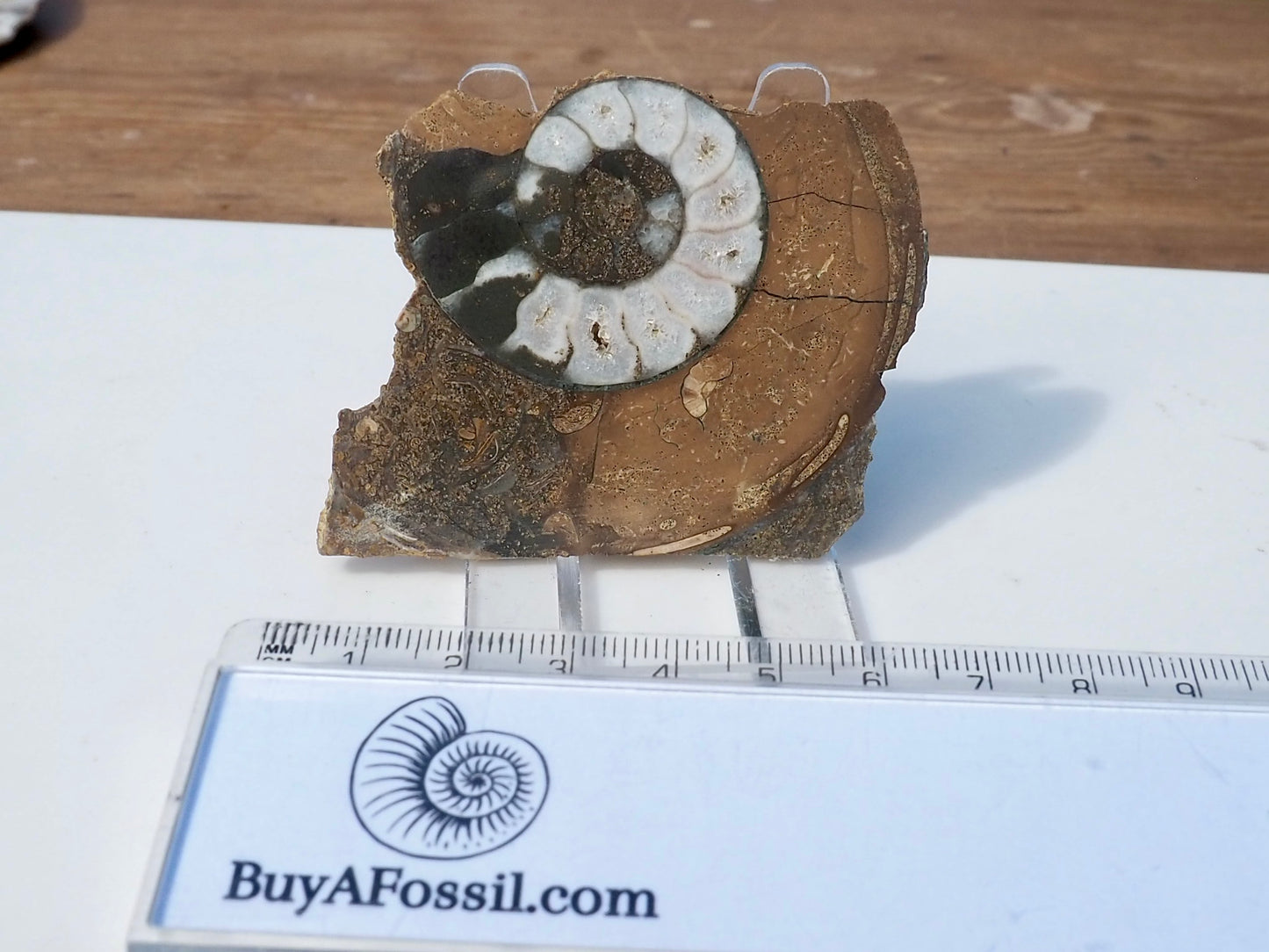 Cut & Polished Ammonite Scunthorpe