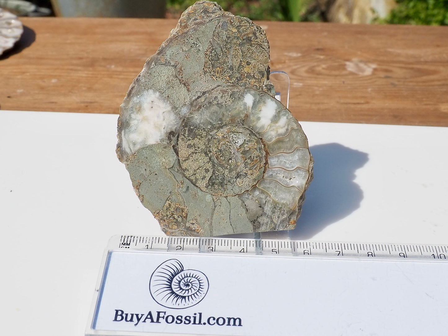 Cut & Polished Ammonite Scunthorpe