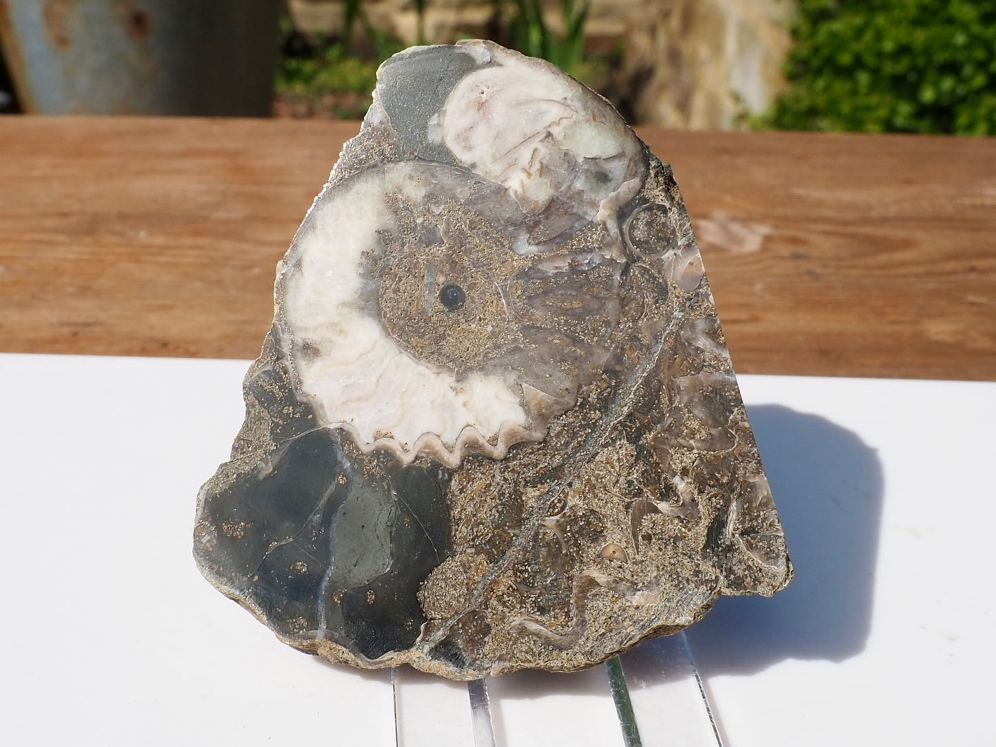 Cut & Polished Ammonite Scunthorpe