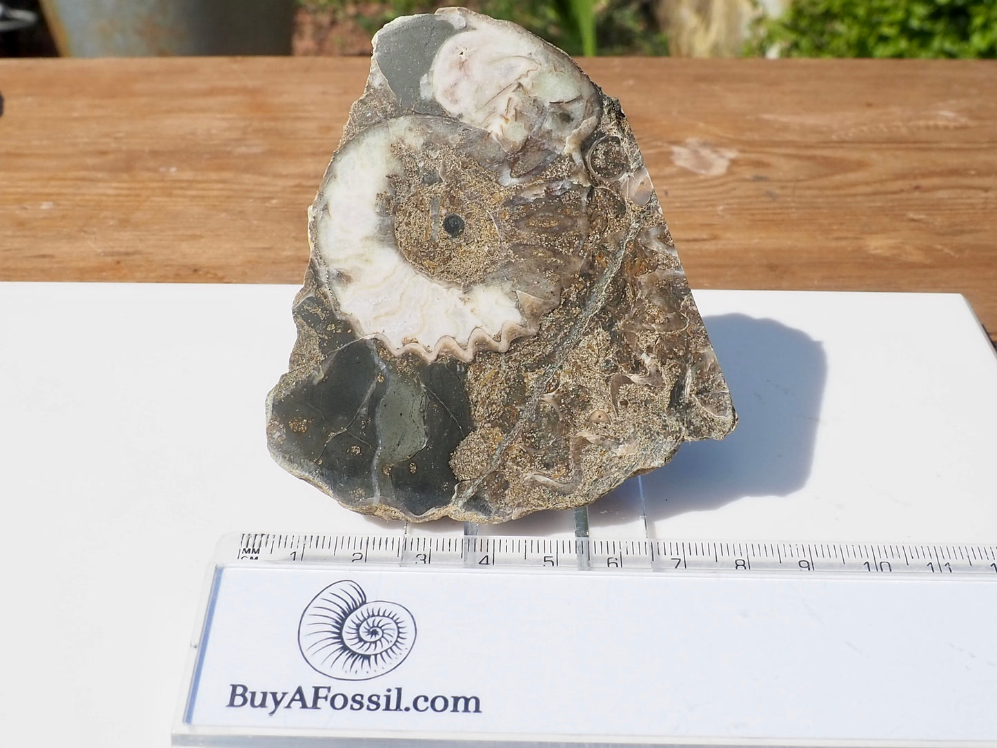 Cut & Polished Ammonite Scunthorpe