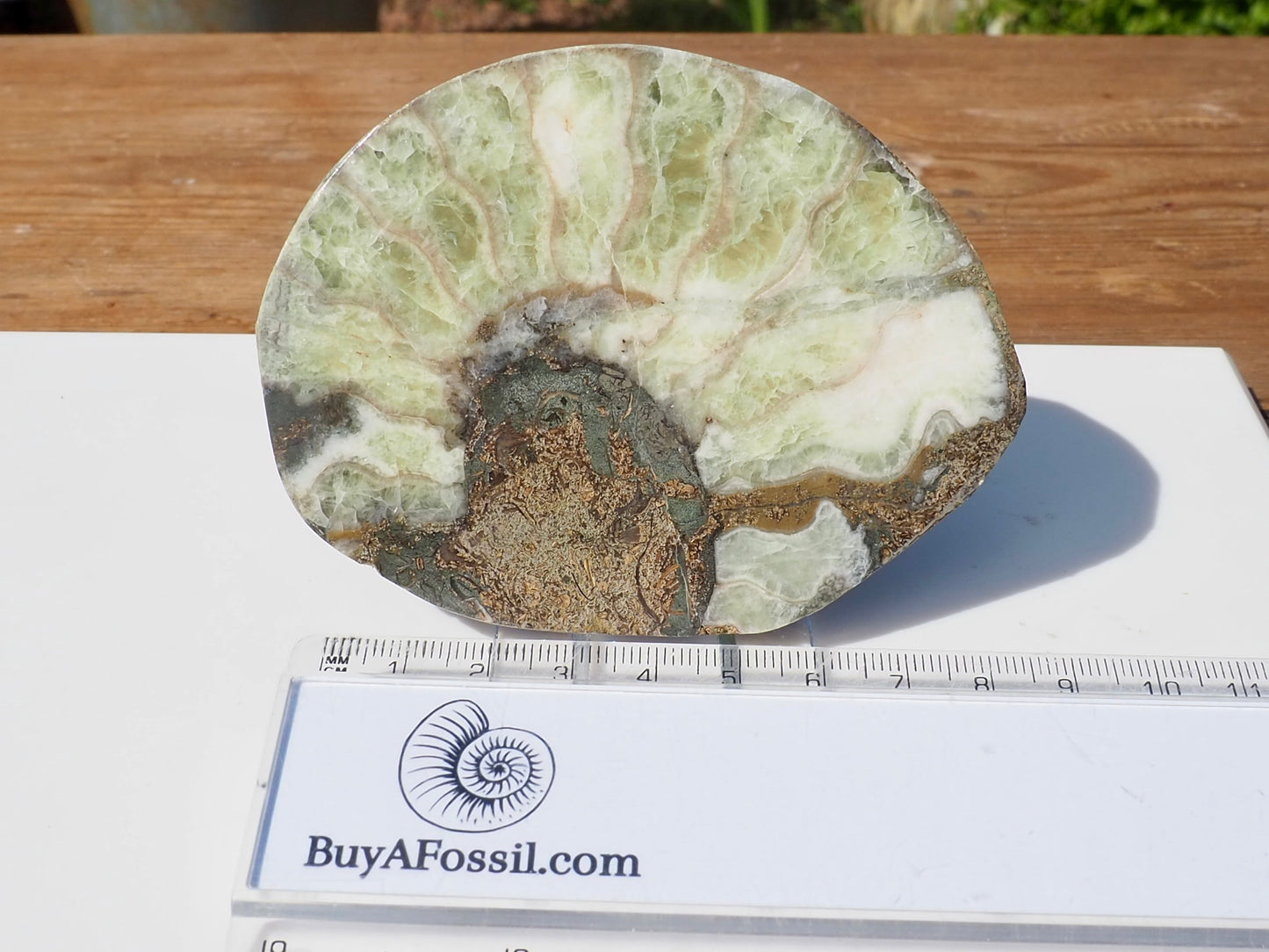 Cut & Polished Ammonite Scunthorpe