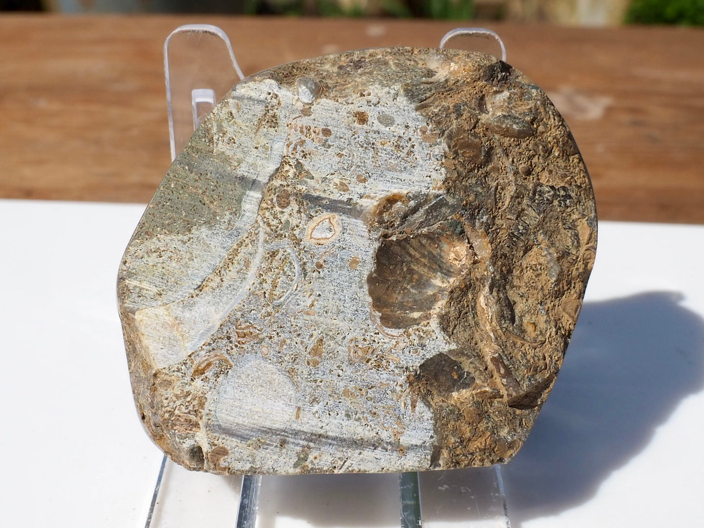 Cut & Polished Ammonite Scunthorpe