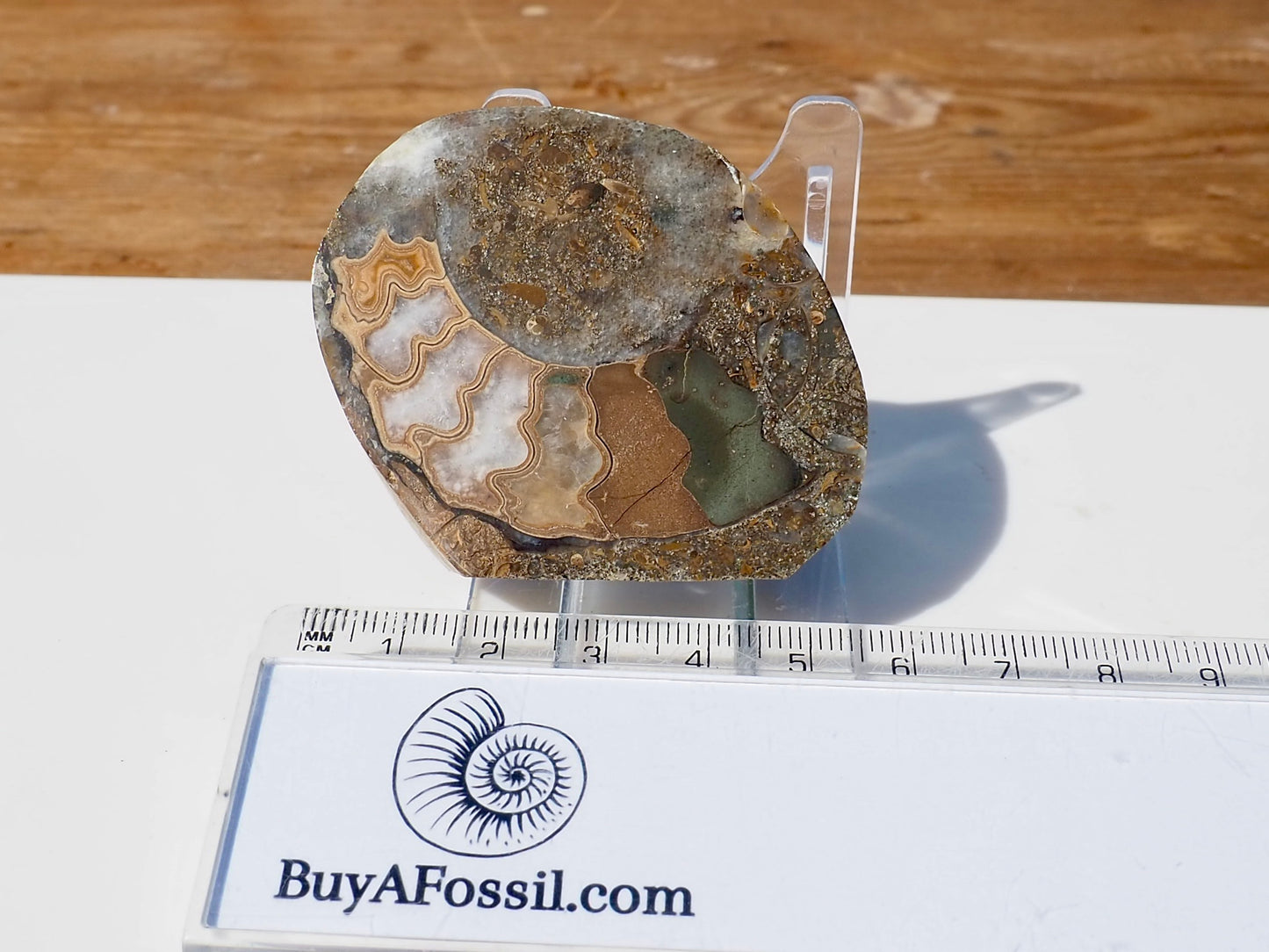 Cut & Polished Ammonite Scunthorpe