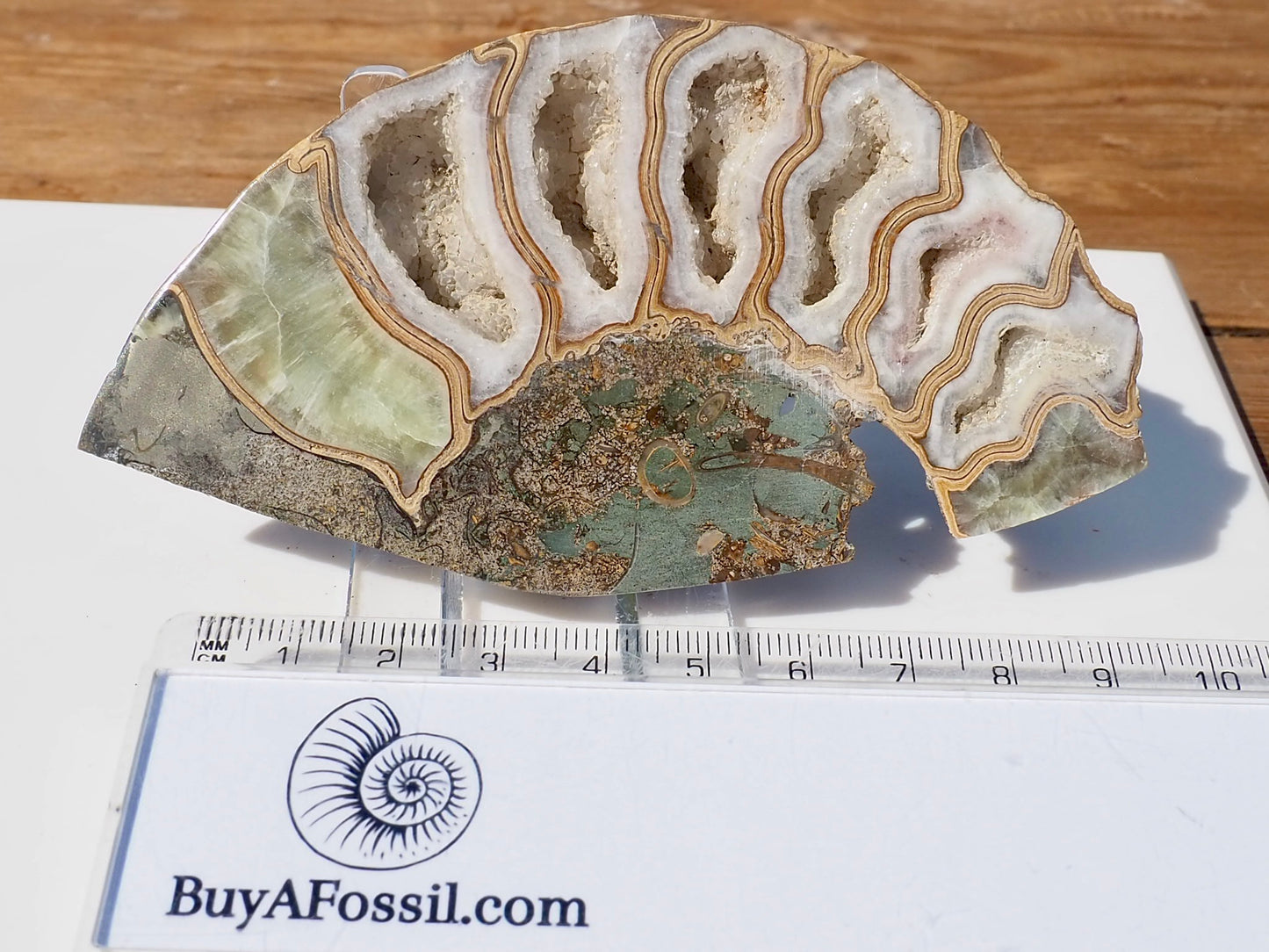 Cut & Polished Ammonite Scunthorpe