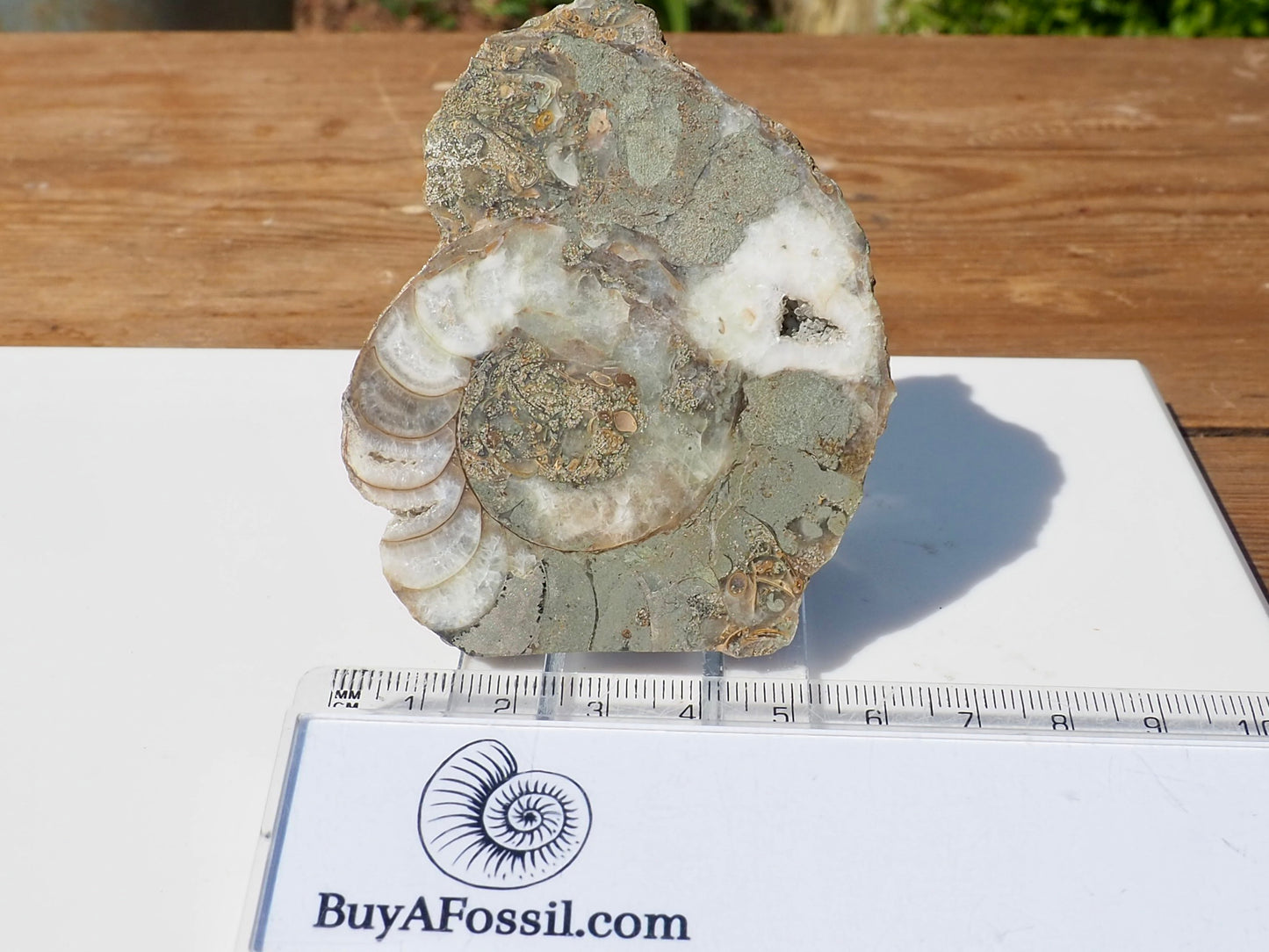 Cut & Polished Ammonite Scunthorpe