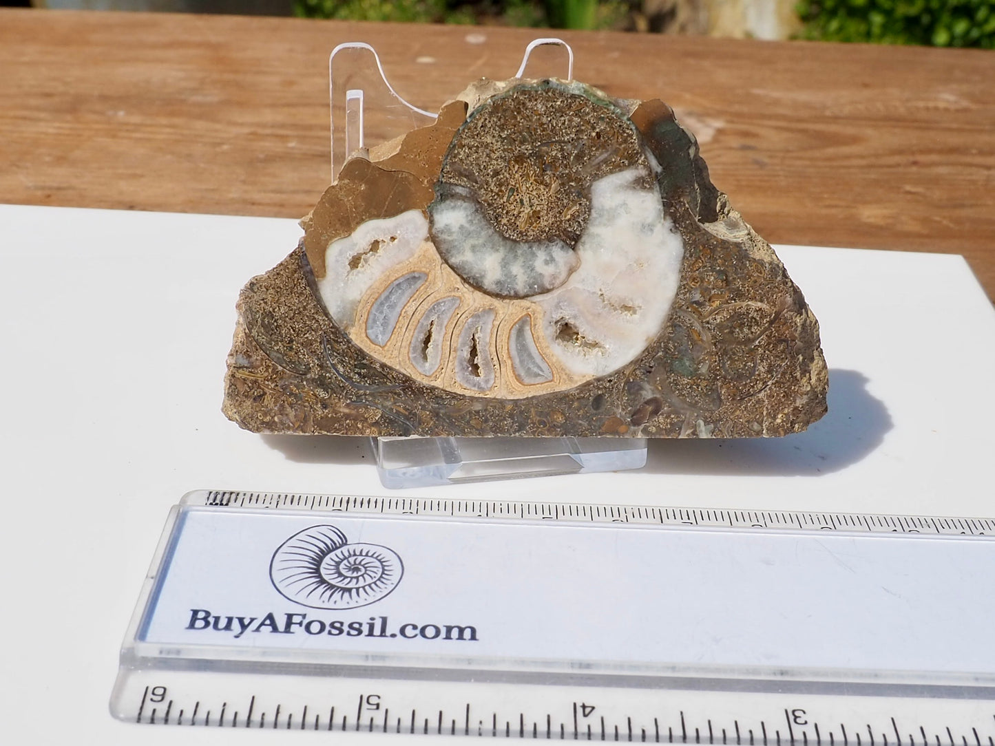 Cut & Polished Ammonite Scunthorpe