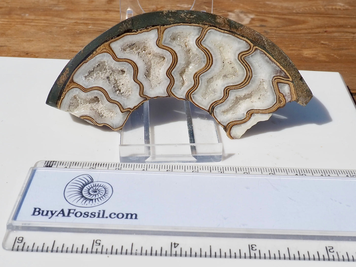 Cut & Polished Ammonite Scunthorpe