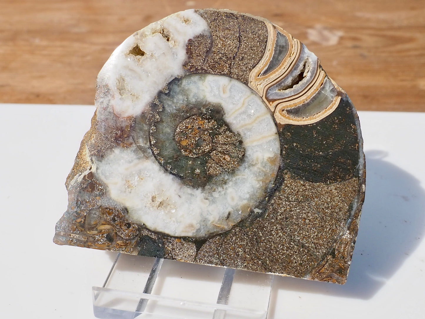 Cut & Polished Ammonite Scunthorpe