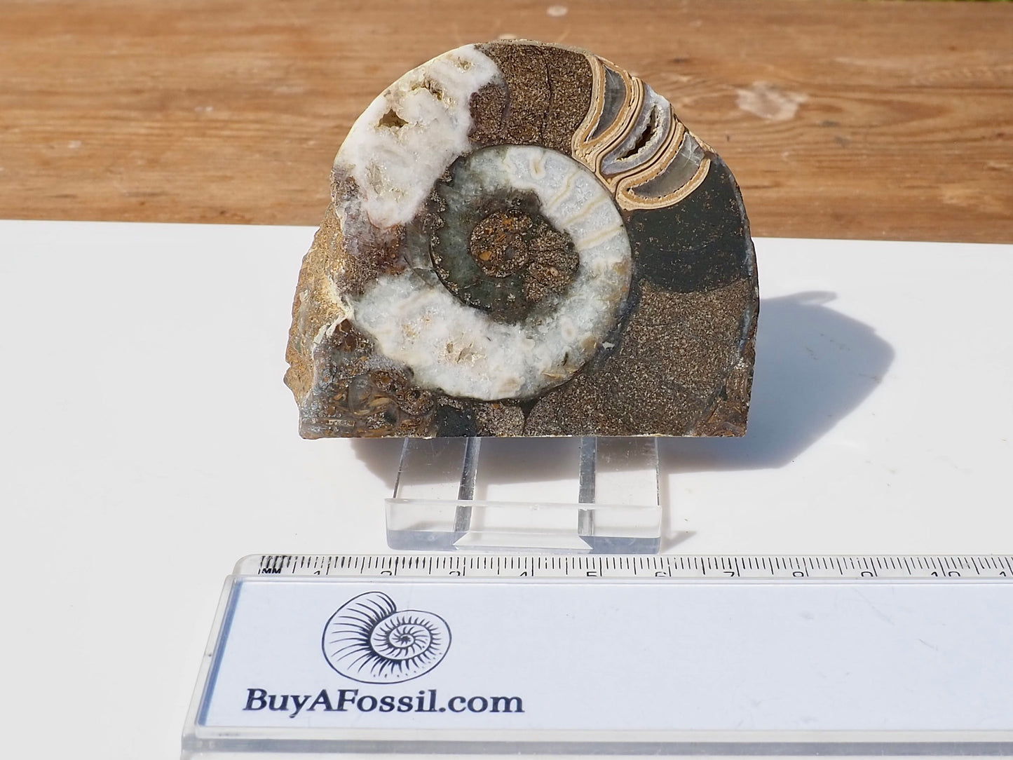Cut & Polished Ammonite Scunthorpe