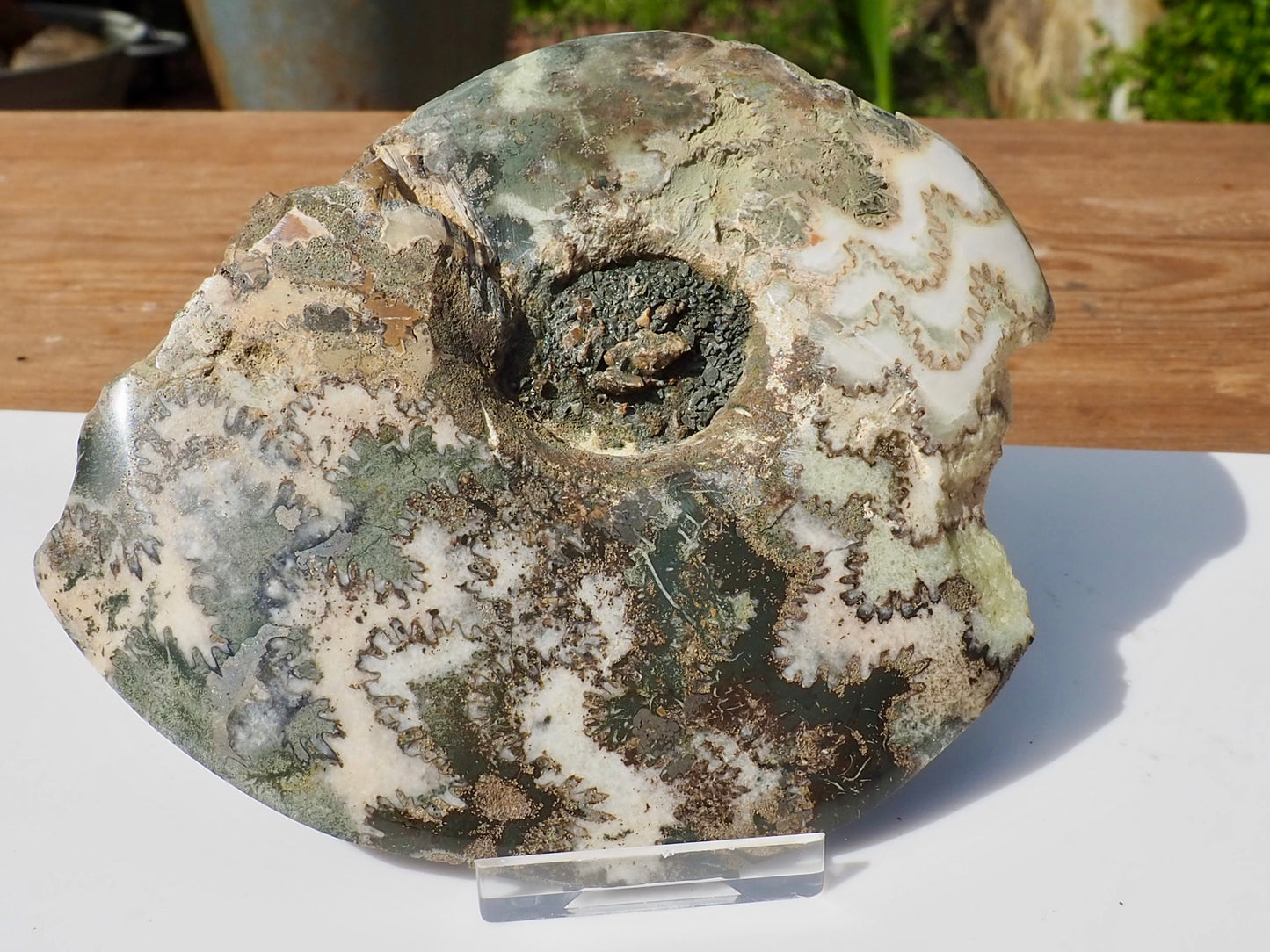 Cut & Polished Ammonite Scunthorpe