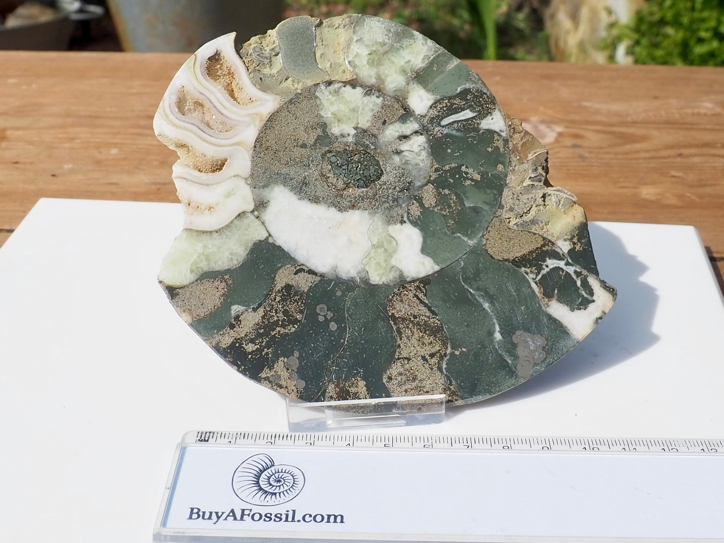 Cut & Polished Ammonite Scunthorpe