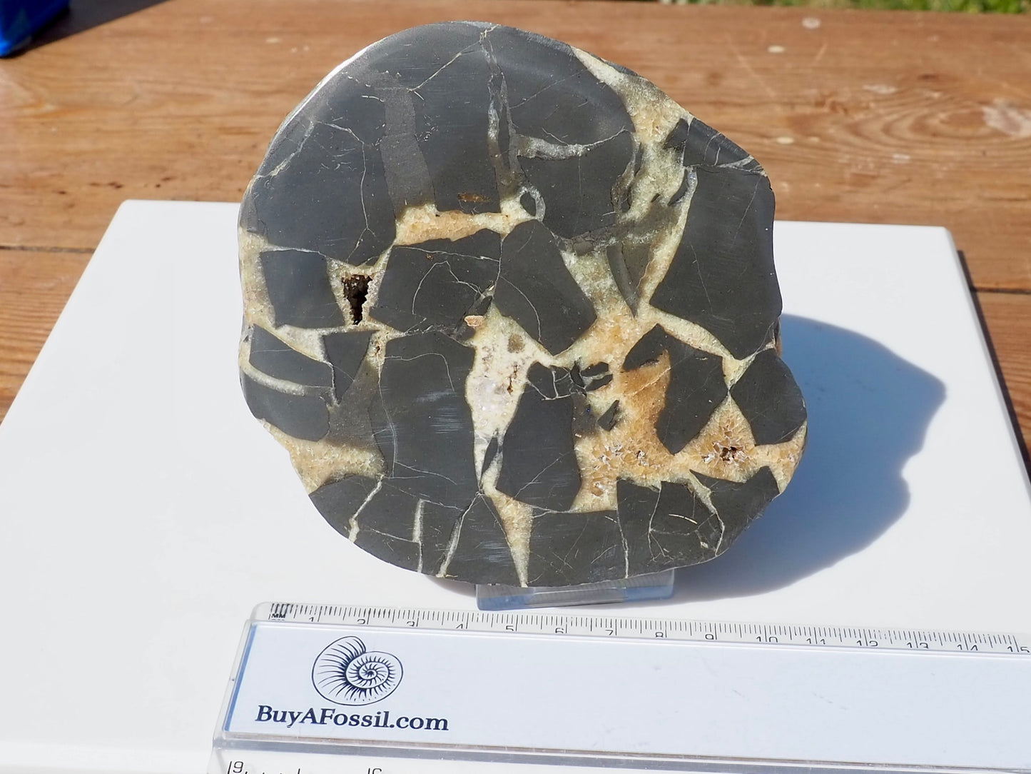 Cut & Polished Septarian Pebble Scunthorpe