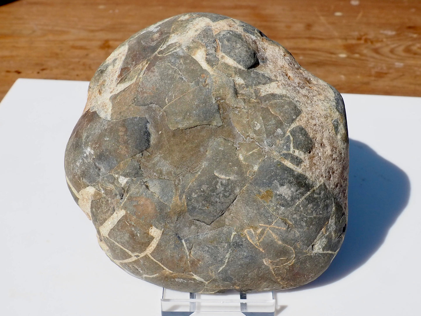 Cut & Polished Septarian Pebble Scunthorpe