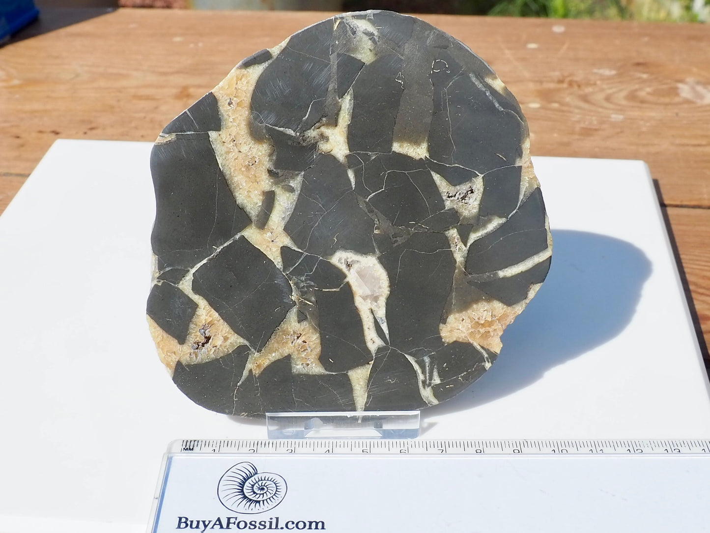 Cut & Polished Septarian Pebble Scunthorpe
