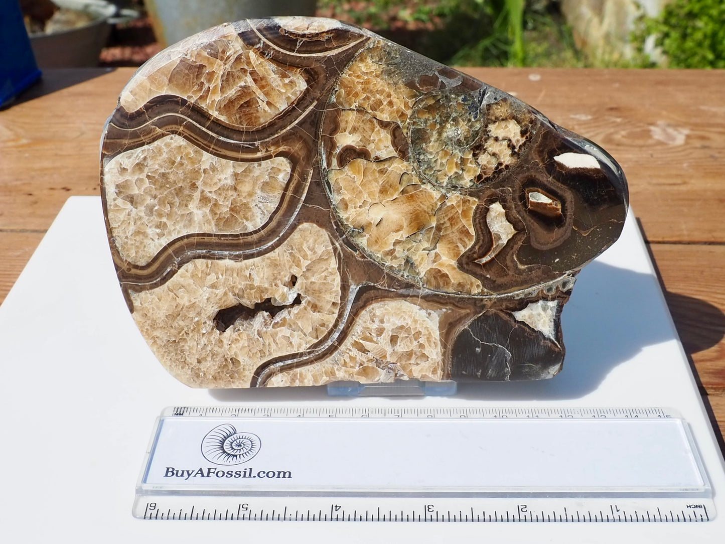 Cut & Polished Ammonite Scunthorpe