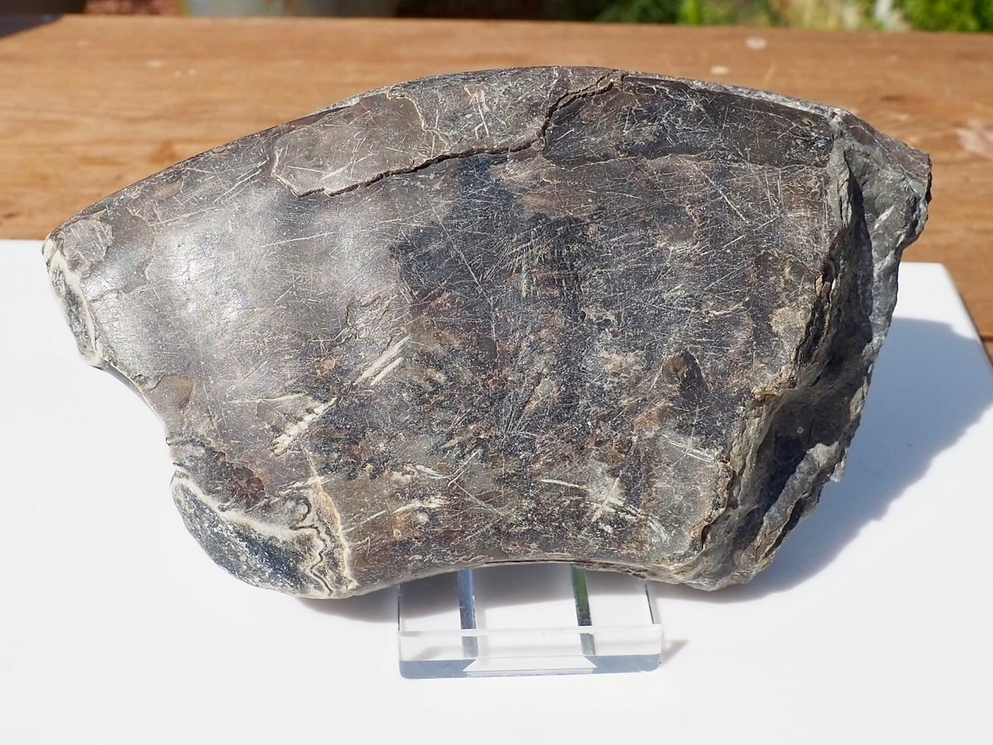 Cut & Polished Ammonite Scunthorpe