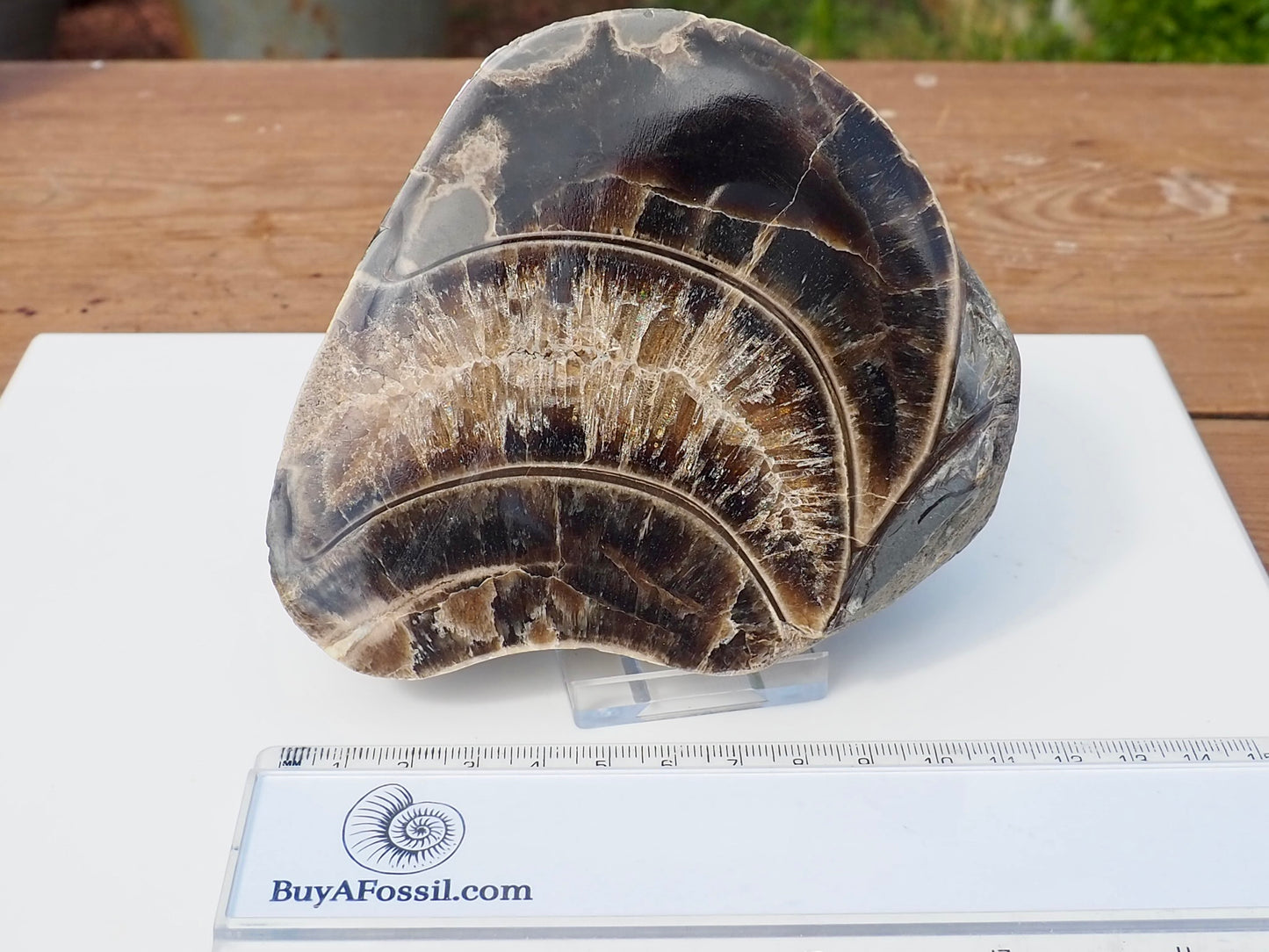 Cut & Polished Ammonite Scunthorpe