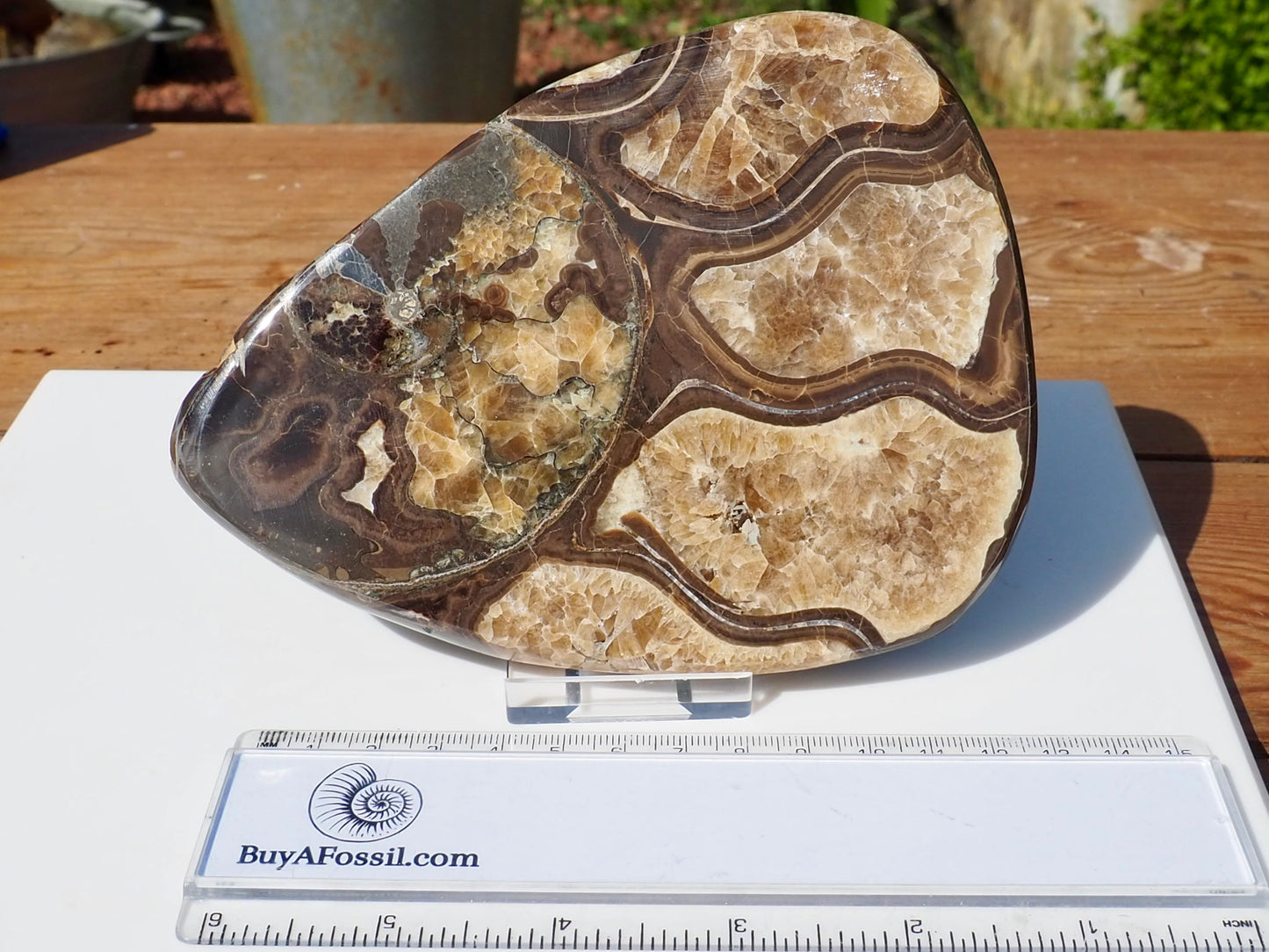 Cut & Polished Ammonite Scunthorpe
