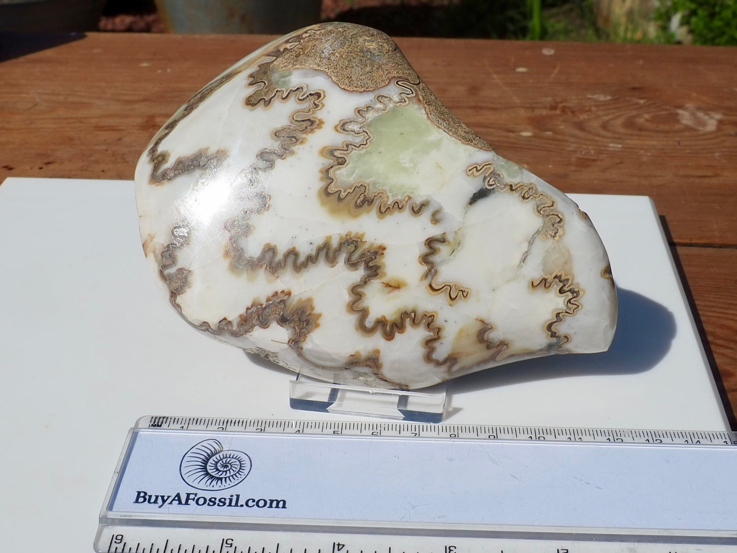 Cut & Polished Ammonite Scunthorpe