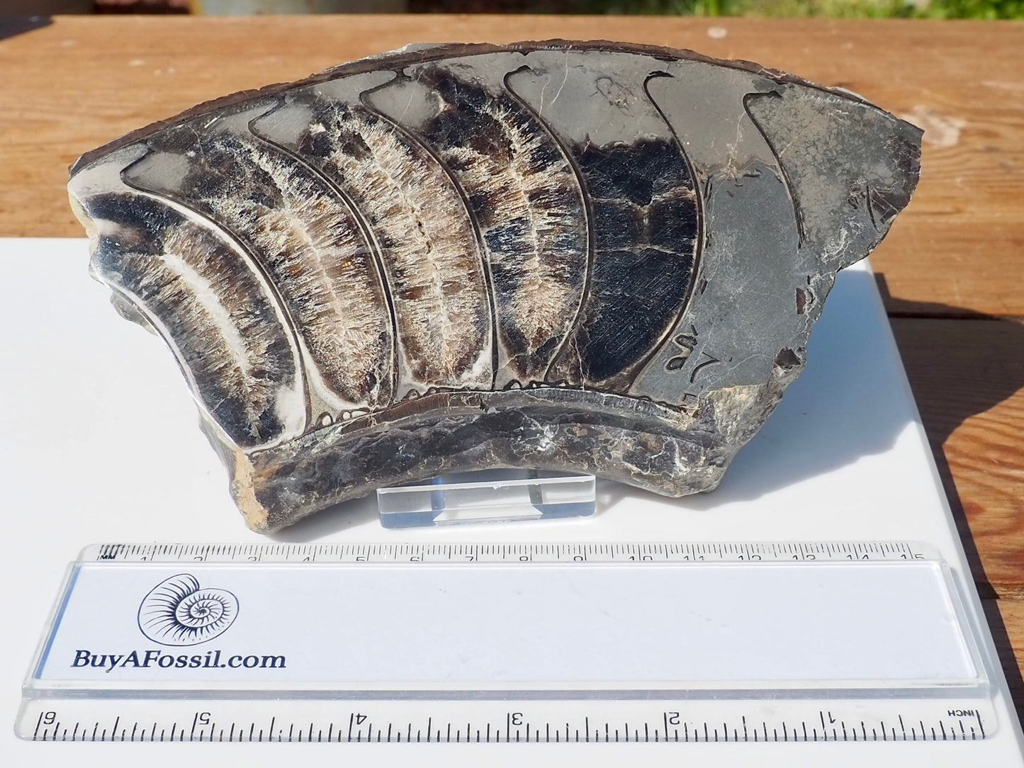 Cut & Polished Ammonite Scunthorpe
