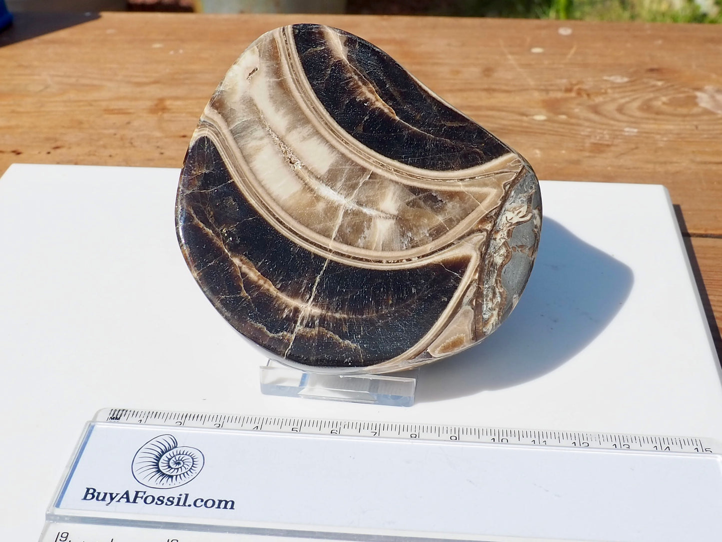 Cut & Polished Ammonite Scunthorpe