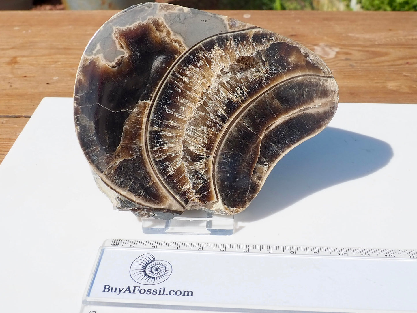 Cut & Polished Ammonite Scunthorpe